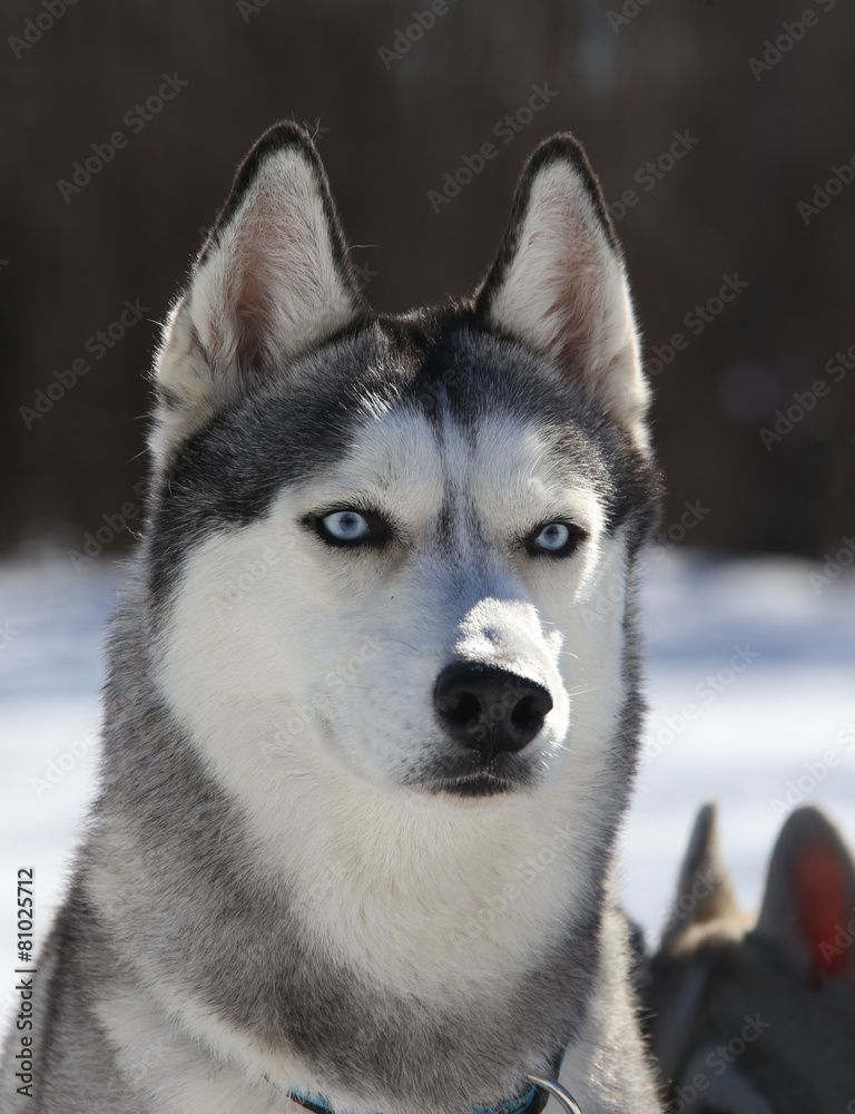 Husky dog listens