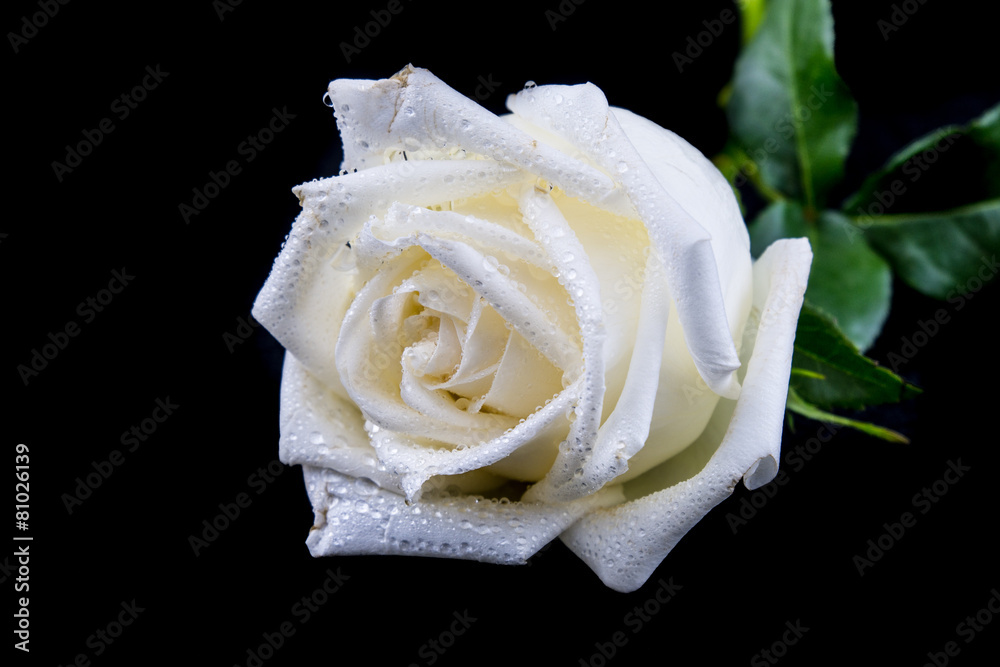 Isolated white rose on a black Isolated white rose on a black