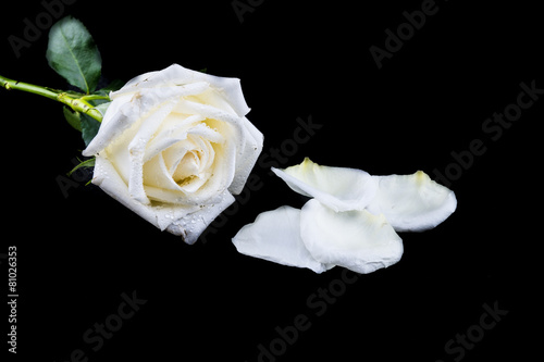 Fototapeta Naklejka Na Ścianę i Meble -  Isolated white rose on a black