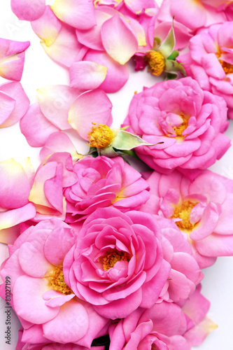Beautiful pink roses, closeup © Africa Studio
