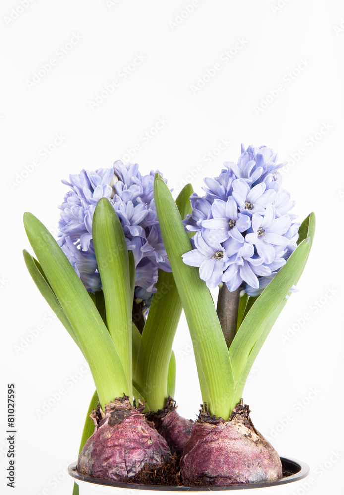 Fototapeta premium Flowering hyacinths on a light background. Shallow depth of fiel