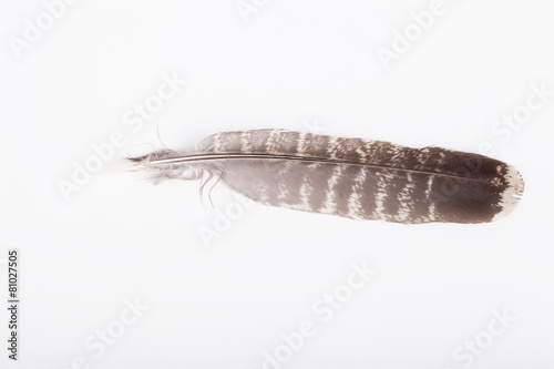 Feather on a light background