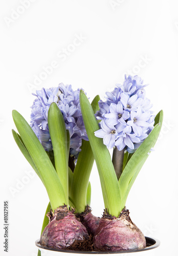 Flowering hyacinths on a light background. Shallow depth of fiel