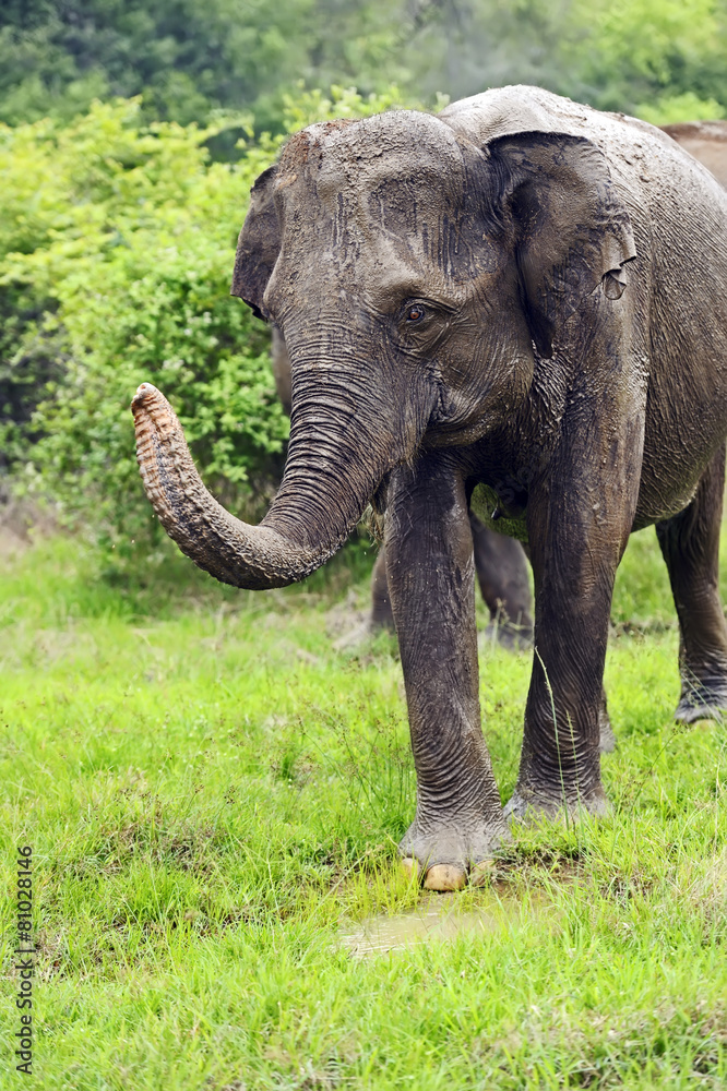 Fototapeta premium Elephant