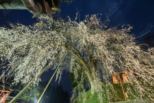 夜の枝垂れ桜 photo