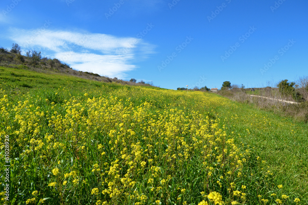 Collina con fiori gialli