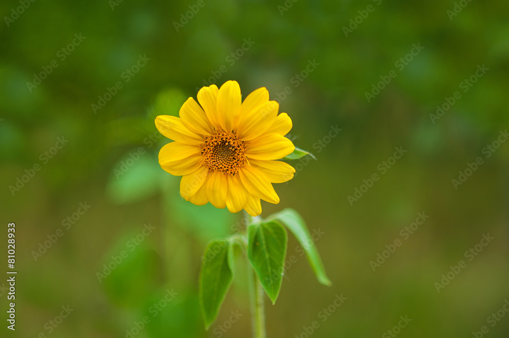 sunflower sunflower