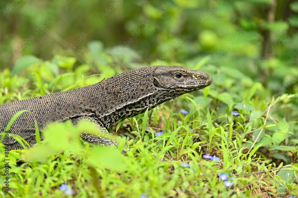 Iguana Iguana