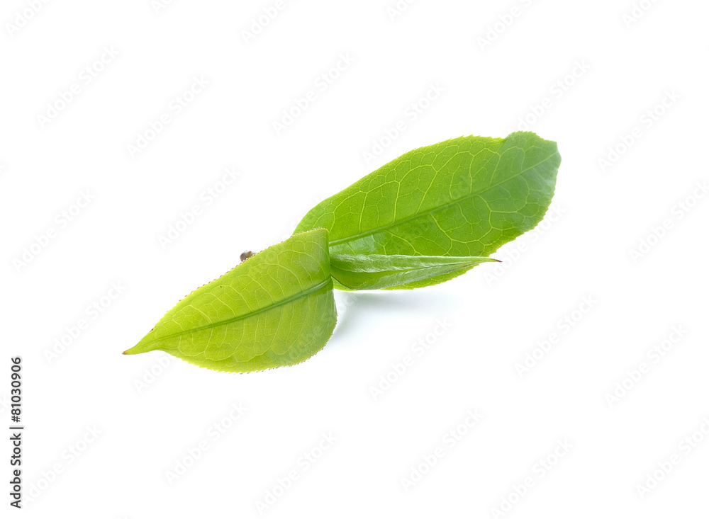 Obraz premium green tea leaf isolated on white background