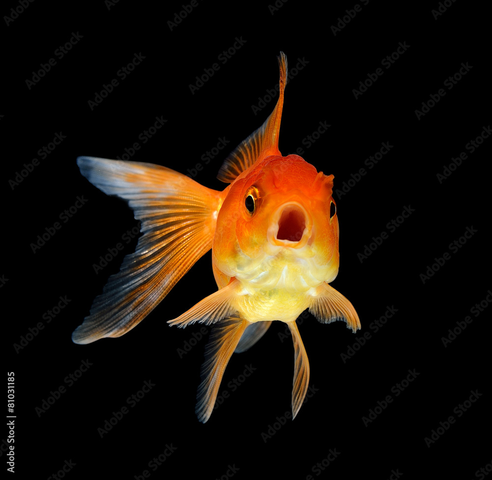 Fototapeta premium goldfish isolated on black background