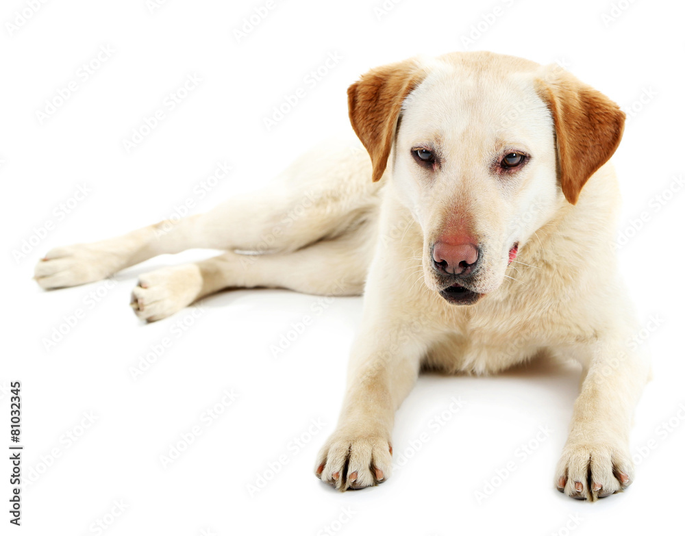 Cute dog isolated on white background