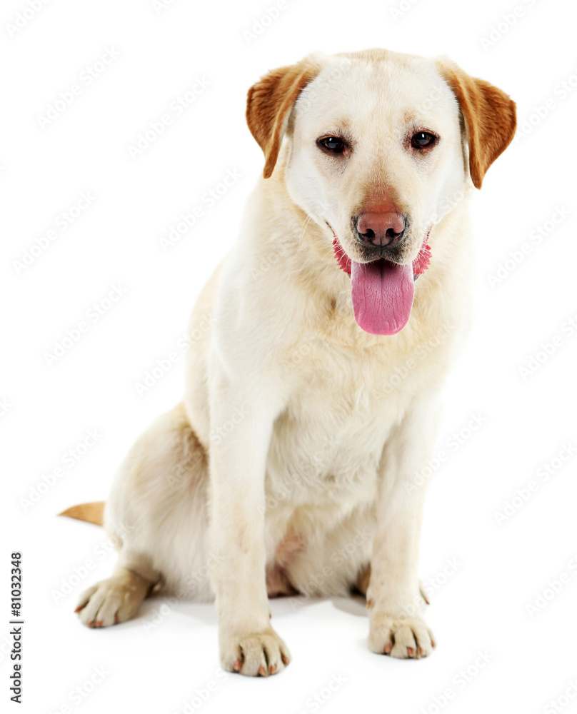 Cute dog isolated on white background Cute dog isolated on white background
