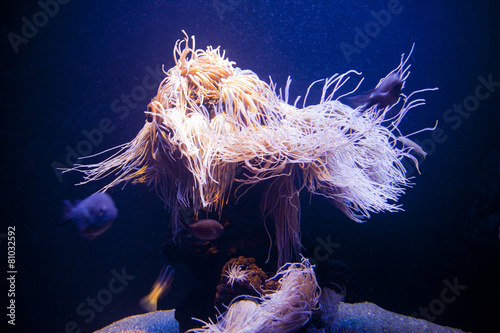 Marine life