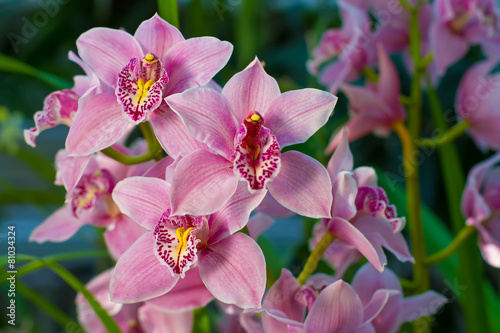 Branch of gently pink orchid