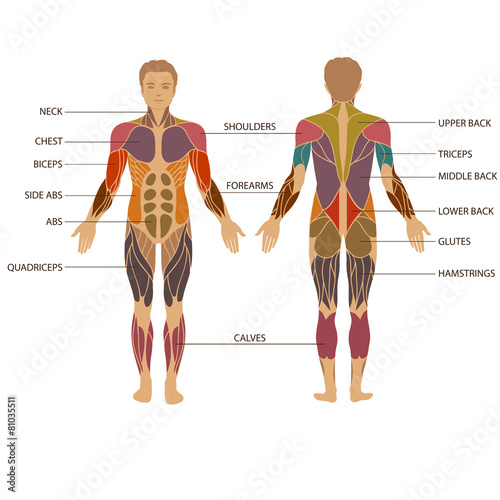 vector muscular human body, muscle man anatomy,