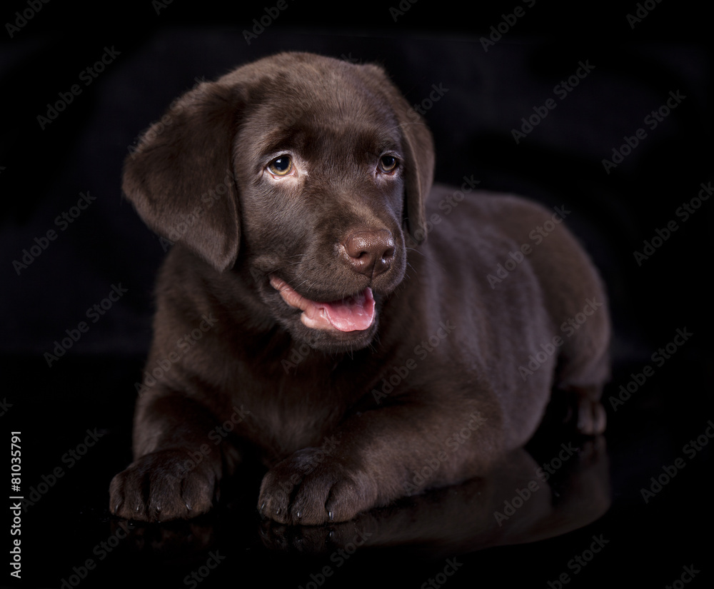 Fototapeta premium Labrador puppy portrait