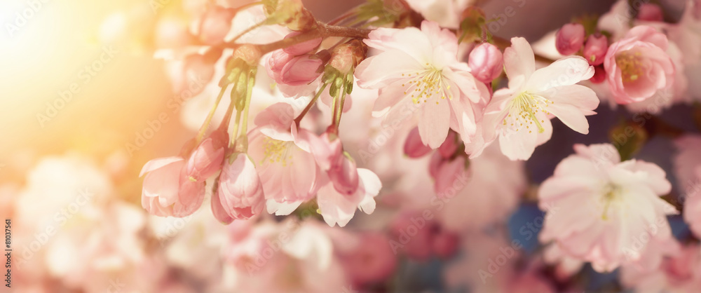 Fototapeta premium Kwiaty wiśni w delikatnych kolorach retro
