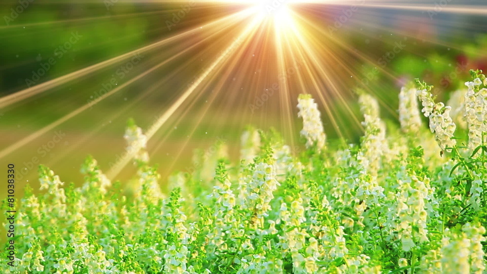 white flowers and sunrays in spring forest
