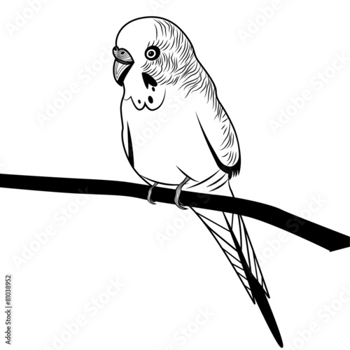 Parrot budgie bird head vector illustration for t-shirt.