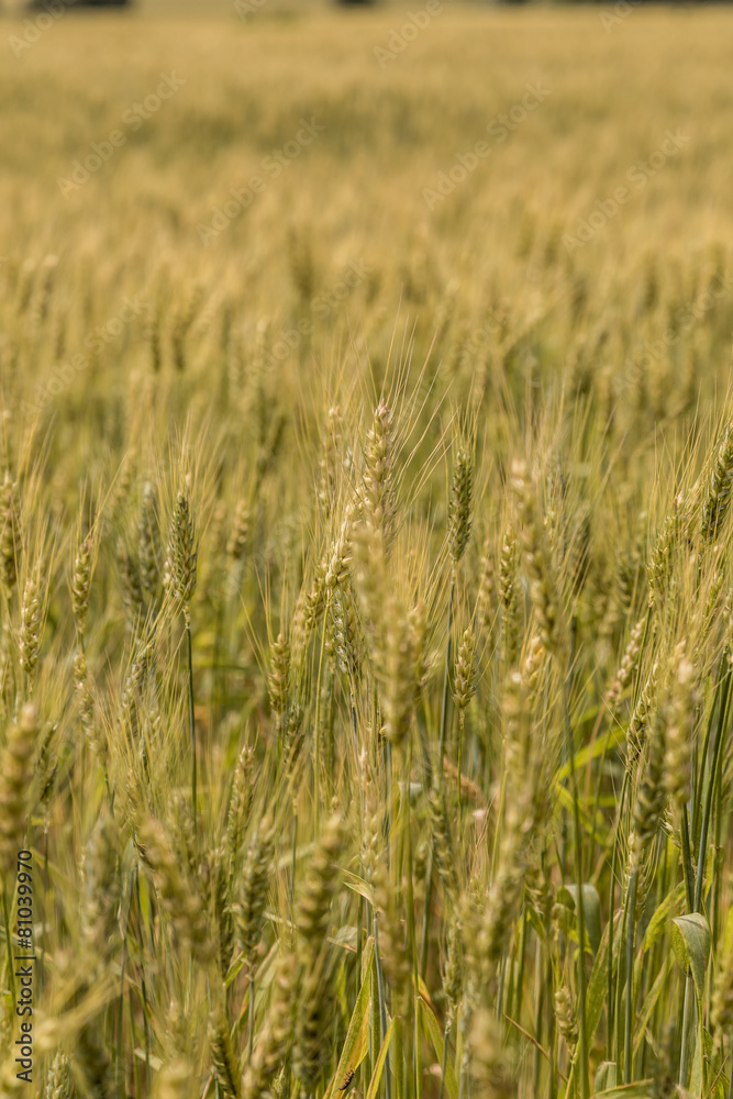 A wheat field, fresh crop of wheat A wheat field, fresh crop of wheat