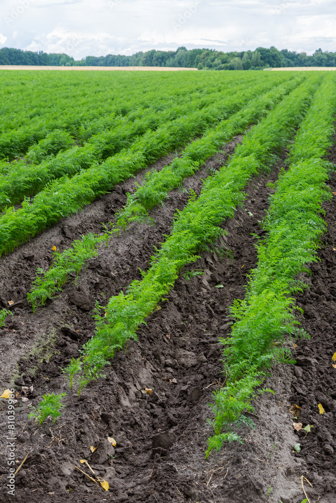 Carrots growing on a field in summer