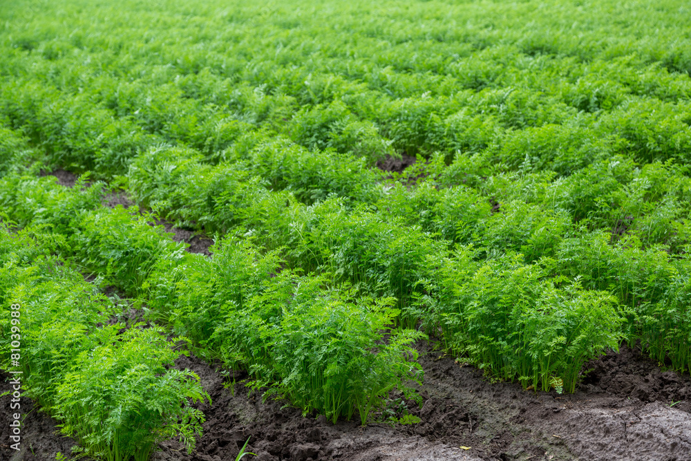 Carrots growing on a field in summer Carrots growing on a field in summer