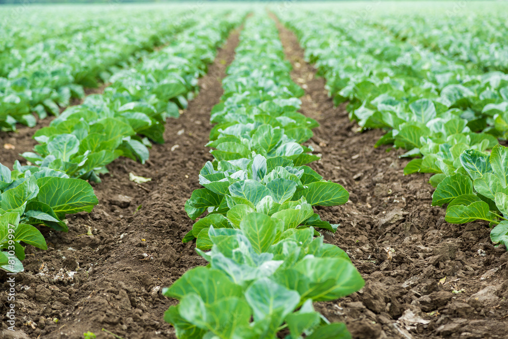 Cabbage field Cabbage field