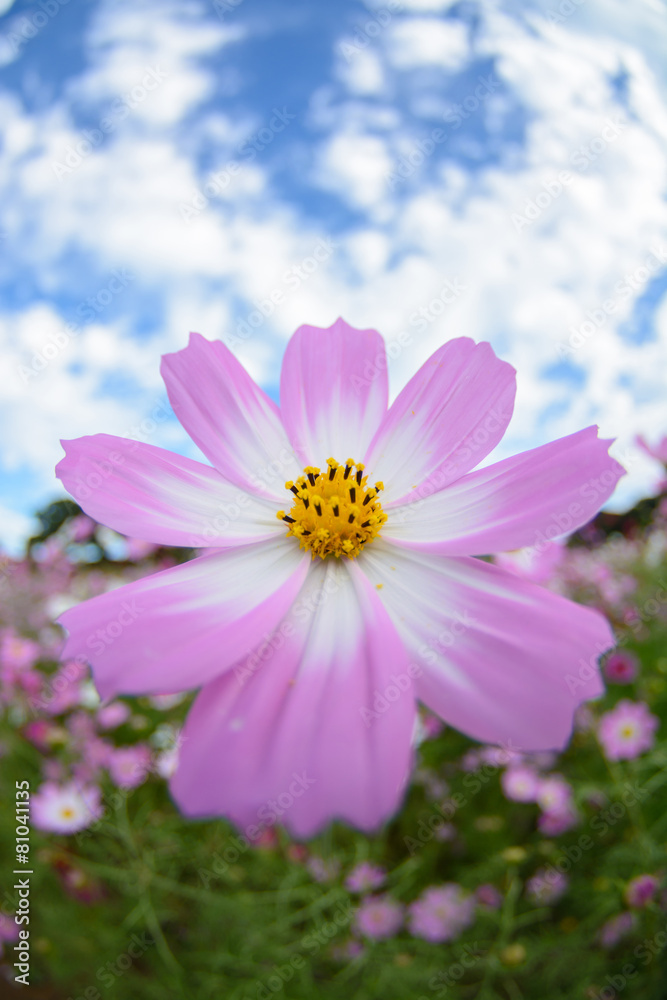 Obraz premium コスモス畑