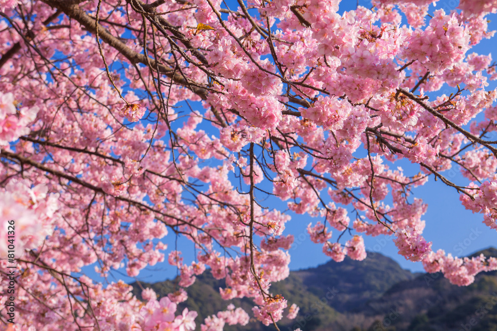 桜 桜