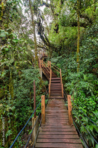 Mossy Forest of Gunung Brinchang, Cameron Highlands Malaysia