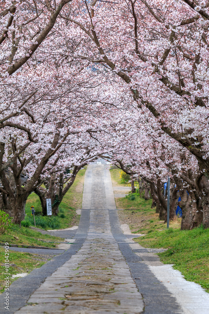 桜のアーチ 桜のアーチ