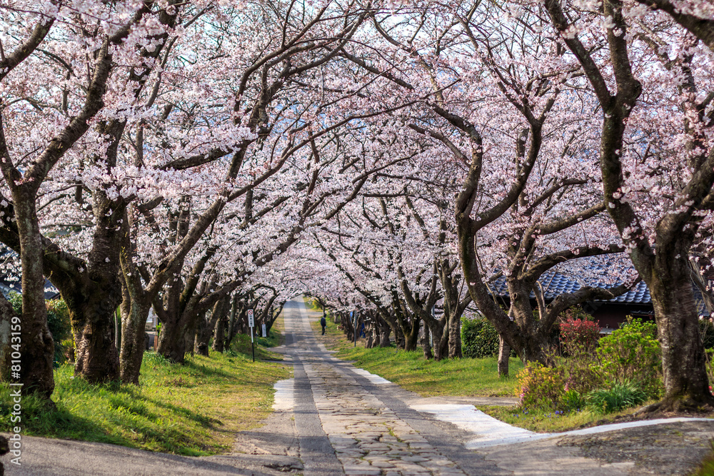 桜のアーチ 桜のアーチ