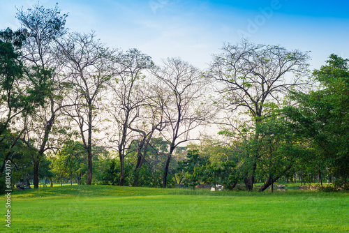 Green grass field and tree in city park