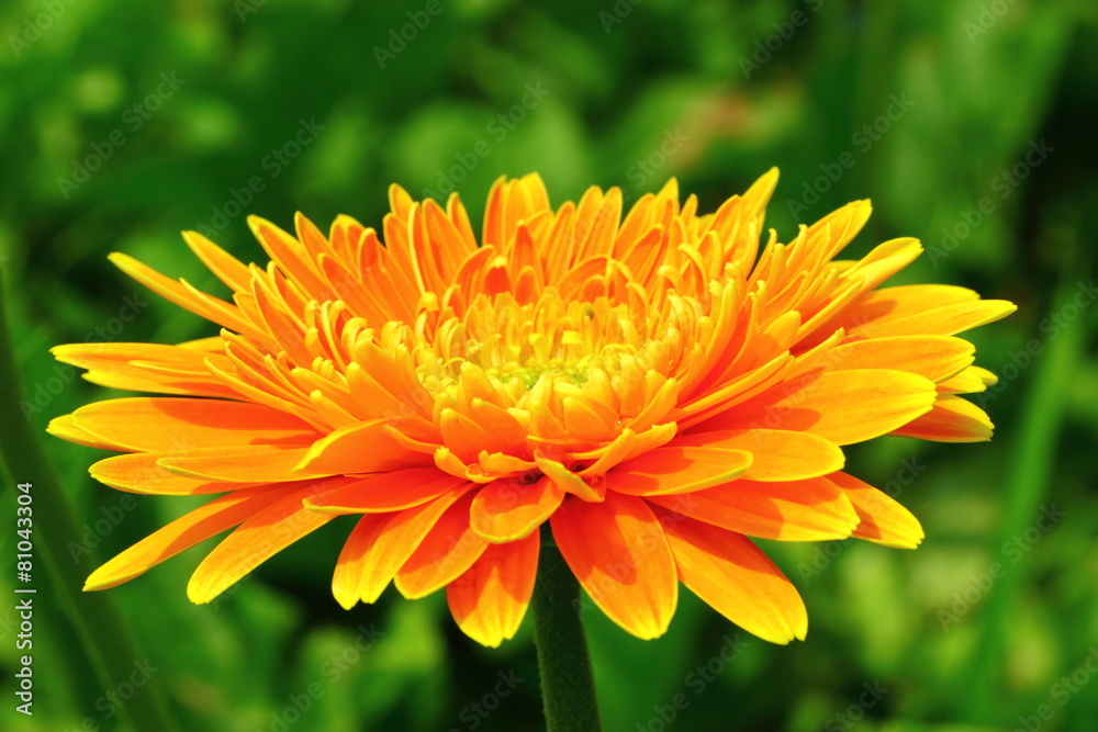 Gerbera, the royal park rajapruek Chiang Mai Thailand. Gerbera, the royal park rajapruek Chiang Mai Thailand.