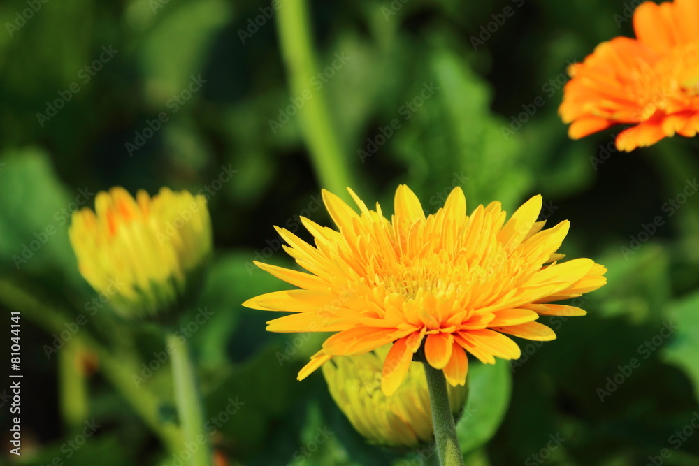 Gerbera, the royal park rajapruek Chiang Mai Thailand. Gerbera, the royal park rajapruek Chiang Mai Thailand.