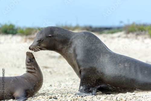 Sea Lion Mother and Child © jkraft5