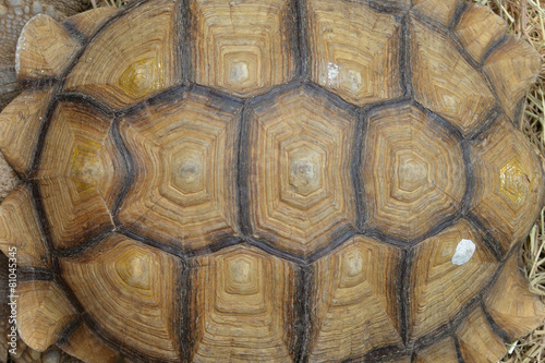 Background Turtle Shell