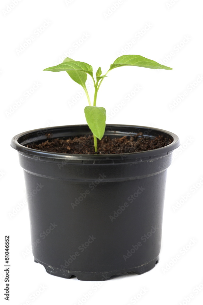 seedling seedling