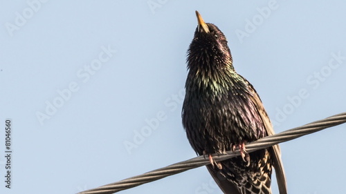 Starling sings sitting on electric wire