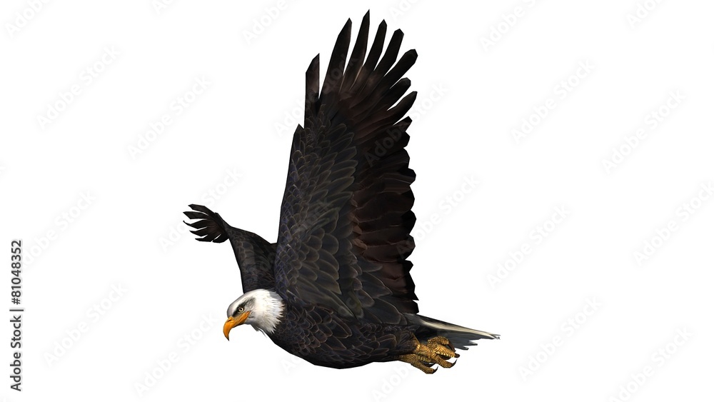 Obraz premium Bald Eagle in fly separated on white background