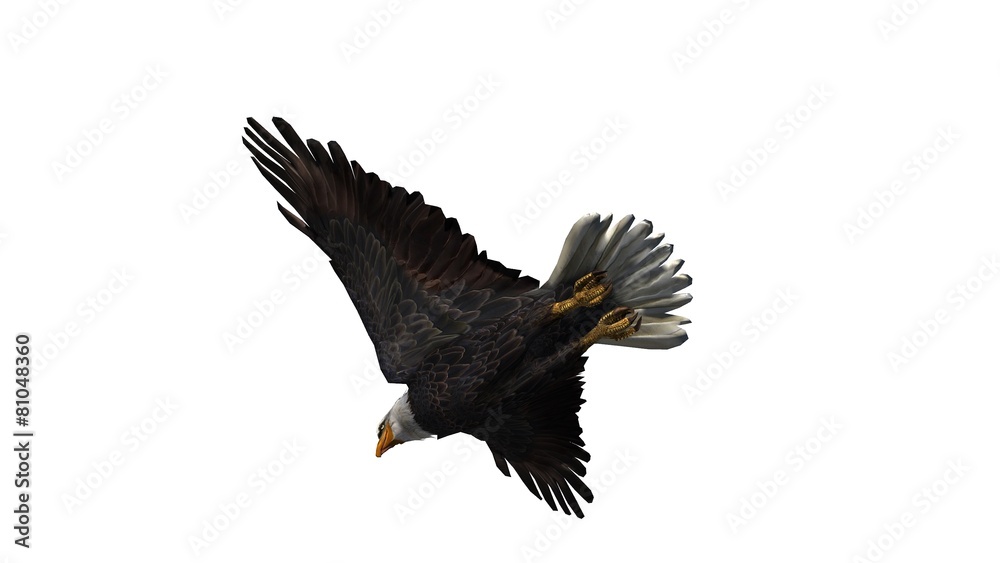 Obraz premium Bald Eagle in fly separated on white background