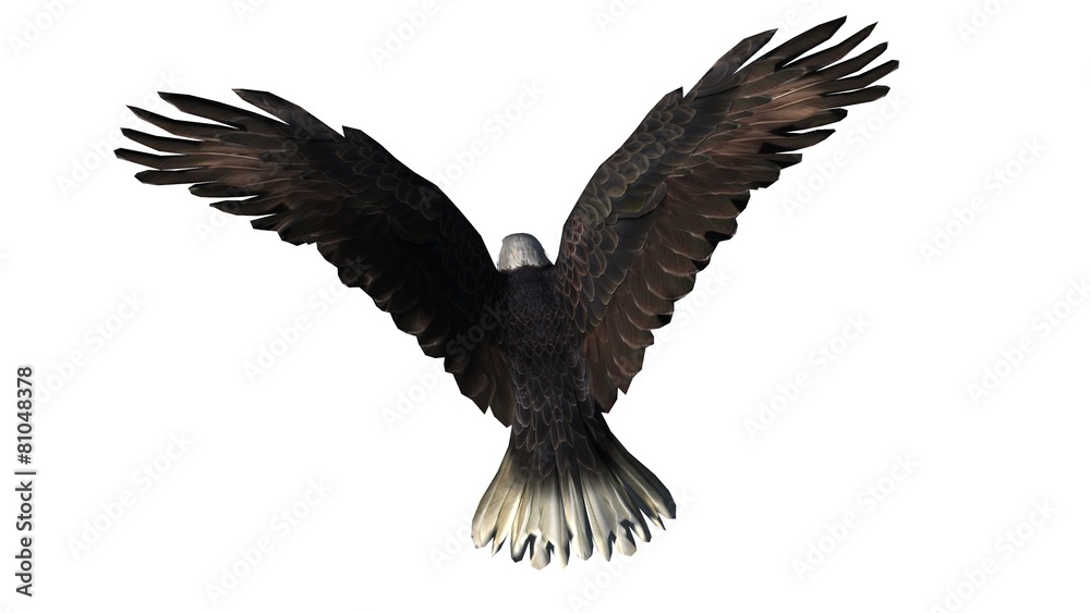 Fototapeta premium Bald Eagle in fly separated on white background