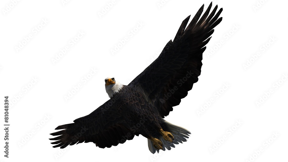 Obraz premium Bald Eagle in fly separated on white background