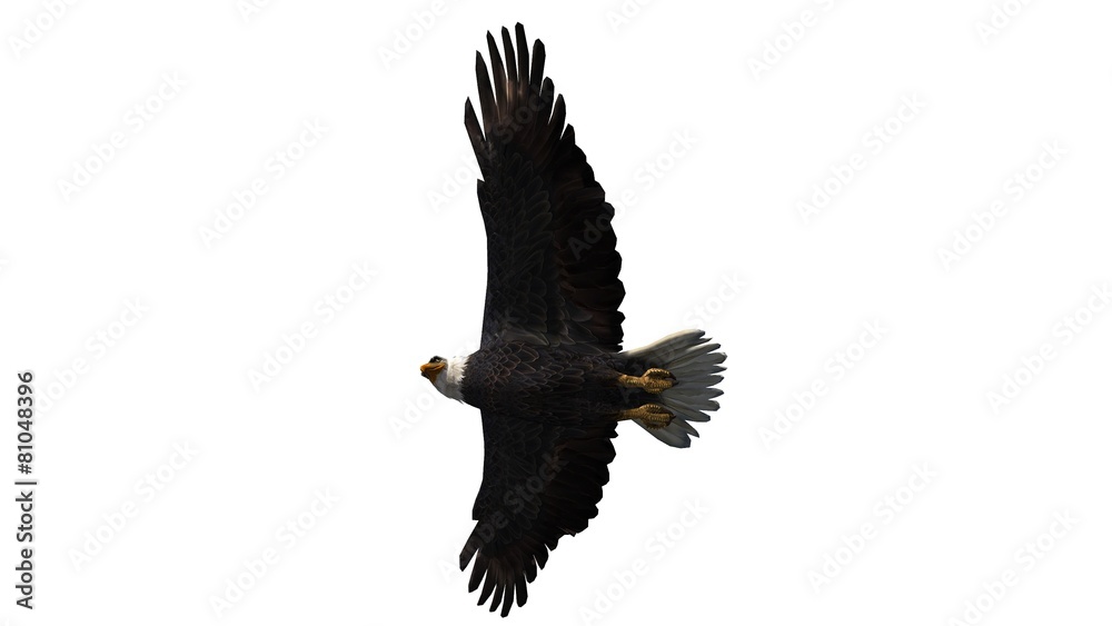 Obraz premium Bald Eagle in fly separated on white background