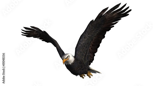 Bald Eagle in fly separated on white background