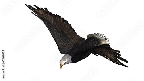 Bald Eagle in fly separated on white background