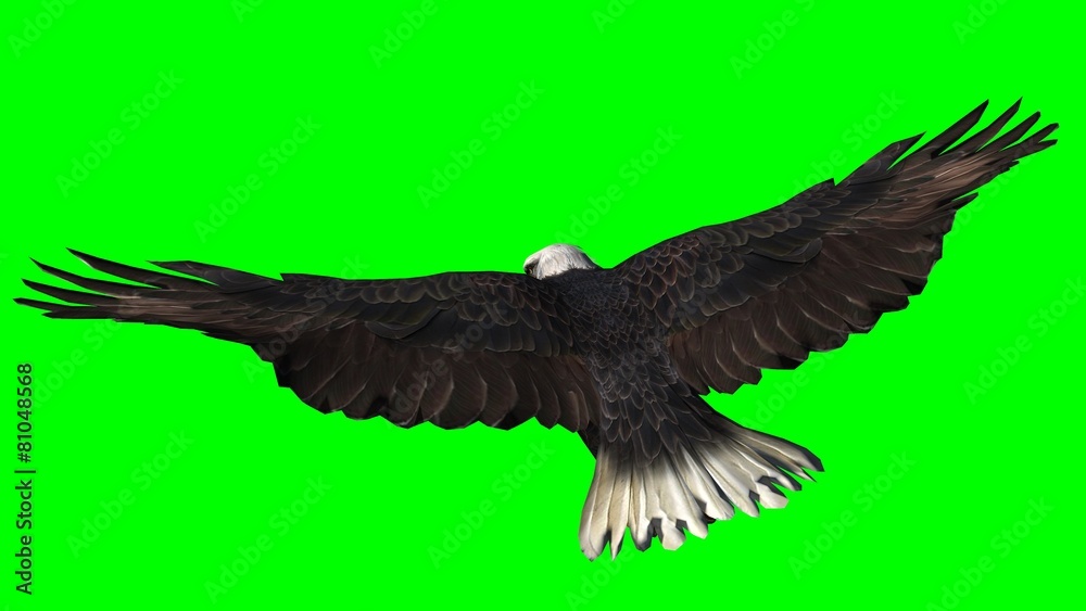 Bald Eagle in fly separated on green screen Bald Eagle in fly separated on green screen
