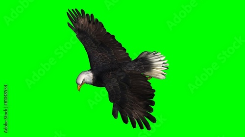 Bald Eagle in fly separated on green screen