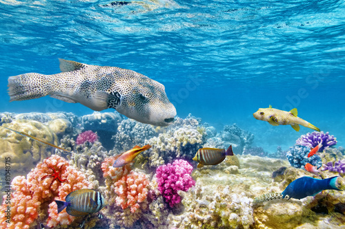 podwodny-swiat-z-koralowcami-i-tropikalnymi-rybami