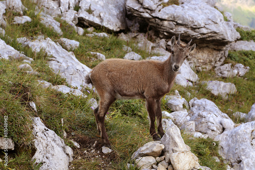 Bouquetin